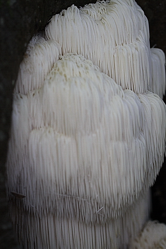 Hericium erinaceum